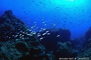 Boops boops bogue Ambiance-Acores Maria Basse Maya-21m-20170819-Denis-ADER-DSC_9296_tn_tn